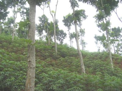 Bekas bumi perkemahan Di sini dulu tenda kudirikan