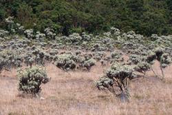 alun-alun suryakencana