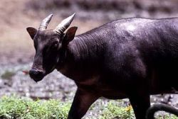 anoa depressicornis