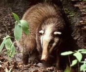 Pulusan, Babi Batang, Hog Badger, atau Arctonyx collaris