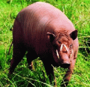 babirusa