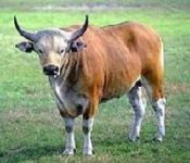 Banteng
