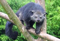 Binturong – Arctictis binturong (Raffles, 1821)