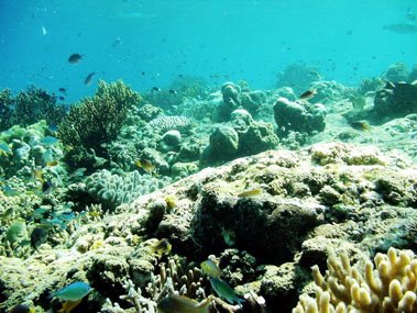 Kerusakan Terumbu Karang