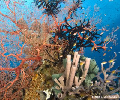 Terumbu Karang (Coral Reef)