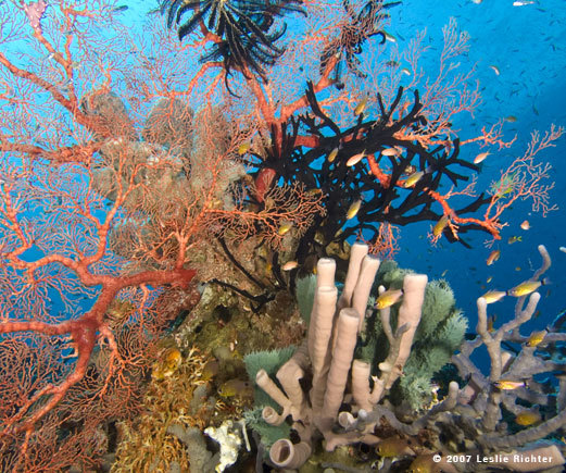 Terumbu Karang (Coral Reef)