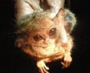 Tersier Pygmy, primata terkecil