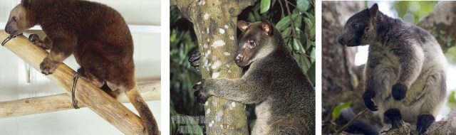 Dendrolagus dorianus, Dendrolagus ursinus, Dendrolagus inustus Dendrolagus dorianus, Dendrolagus ursinus, Dendrolagus inustus