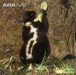 Dendrolagus mbaiso Dendrolagus mbaiso