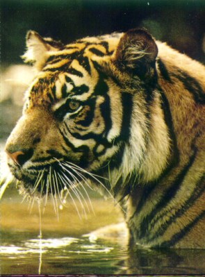 harimau sumatera