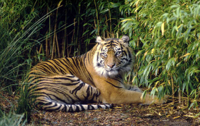 Harimau-Sumatera2