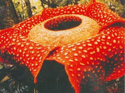 rafflesia arnoldii