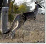 Thylogale stigmata, Thylogale stigmata,