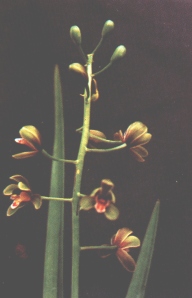 BUnga Anggrek Hartinah (Cymbidium hartinahianum)