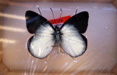 kupu-kupu Delias Kristianiae kupu-kupu Delias Kristianiae tampak bawah