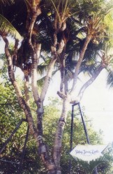 Pohon Kelapa dengan Cabang Terbanyak