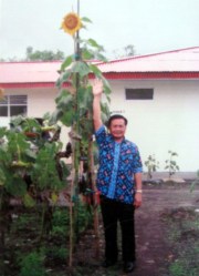 Tanaman bunga matahari Tertinggi