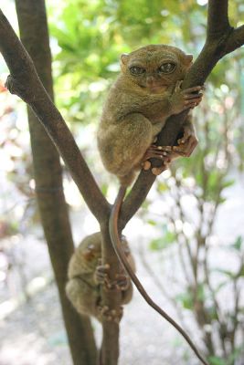 Tarsius