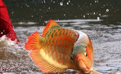 ikan siluk merah ikan siluk merah