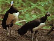 Maleo (Macrocephalon maleo)