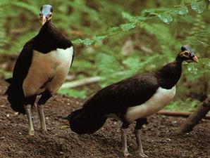 Maleo (Macrocephalon maleo)