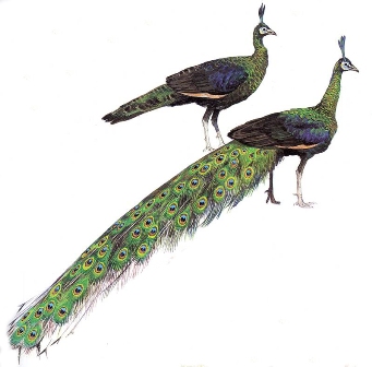 Merak Hijau sepasang