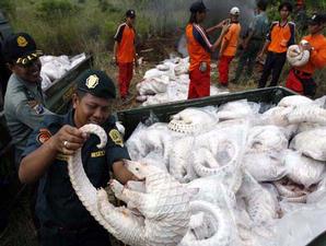 penyelundupan daging trenggiling