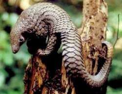 trenggiling (Manis javanica) Trenggiling