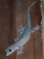 Cicak Kayu Hemidactylus frenatus