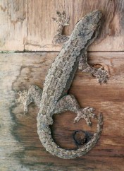 Cicak Tembok Cosymbotus platyurus