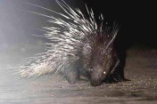 landak malayan porcupine