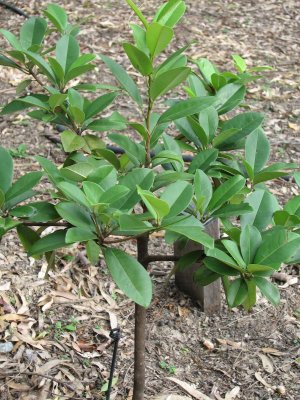 Sawo Kecik (Manilkara kauki)