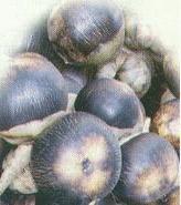 Buah Siwalan
