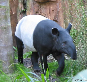 Tapir