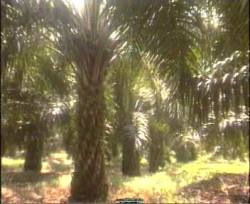 Kelapa Sawit