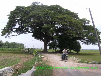 Gambar pohon Trembesi atau Bungur