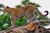 Macan Tutul Jawa atau Leopard