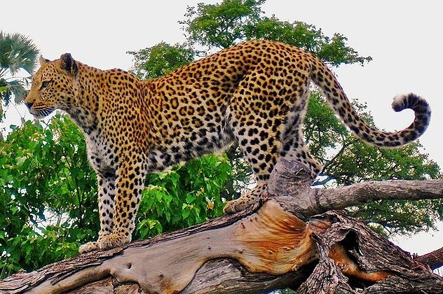 Macan Tutul Jawa atau Leopard