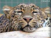 javaleopard panthera pardus melas Macan Tutul