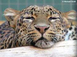 javaleopard panthera pardus melas Macan Tutul