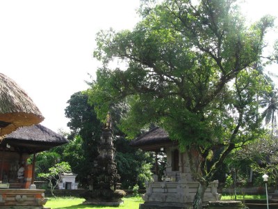 Pohon Nagasari