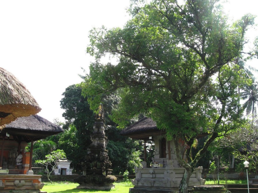 Pohon Nagasari