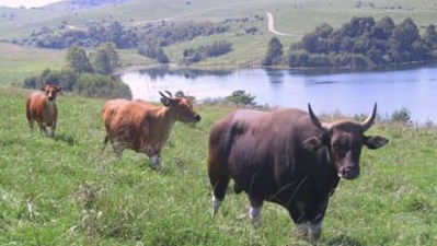 banteng banteng (Bos javanicus)