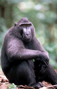 Kera Hitam Sulawesi (Macaca nigra)