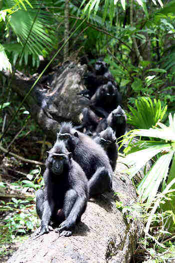 Kera Hitam Sulawesi dalam kelompok