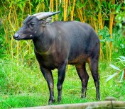 Anoa Dataran Rendah (Bubalus depressicornis)
