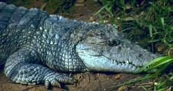 buaya mindoro (Crocodylus mindorensis)