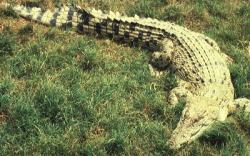 buaya muara (Crocodylus porosus)
