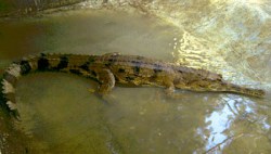 buaya senyulong (Tomistoma schlegelii)