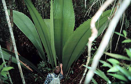 Daun sang, tanaman unik yang panjang daunnya mencapai 6 meter
